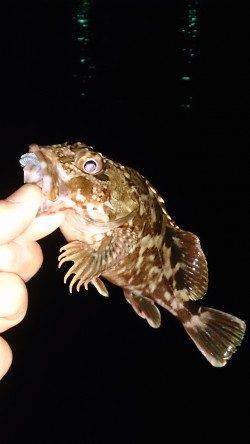 舞洲アジング　モワァッとしたアタリばかり、低活性で難しかったです