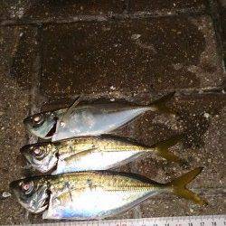 舞洲アジング　モワァッとしたアタリばかり、低活性で難しかったです