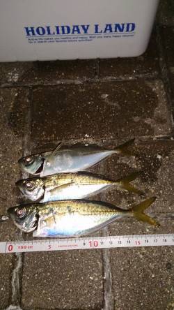 舞洲アジング　モワァッとしたアタリばかり、…