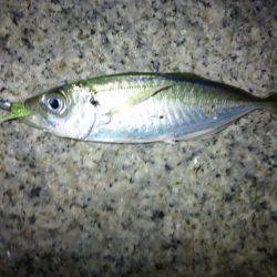 岸和田周辺アジングでアジ！周りでは太刀魚も…
