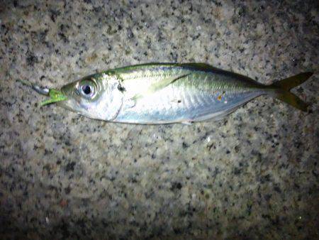 岸和田周辺アジングでアジ！周りでは太刀魚も…