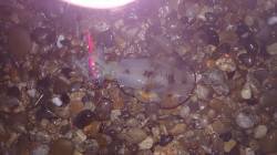 今秋初の20up 松帆でのエギング釣果