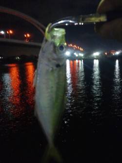 岸和田　２日連続でアジング釣行　活性高く短…