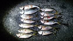 舞洲　アジング高活性！　クリアー系のワーム…