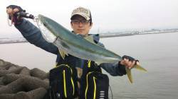 泉佐野　出社前の青物狙い、ミノーにサゴシと…