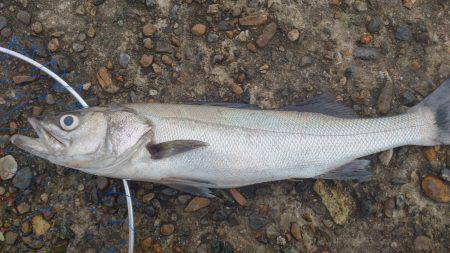 東二見人工島　青物狙いのタックルにシーバス…