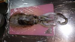 白杉周辺のシャローでエギング　アオリイカ2…