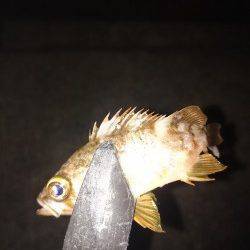 和歌山アジング調査　雑賀崎周辺アジ・メバル・ガシラ　