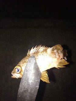 和歌山アジング調査　雑賀崎周辺アジ・メバル・ガシラ　