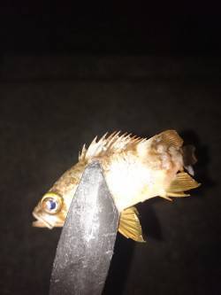 和歌山アジング調査　雑賀崎周辺アジ・メバル…