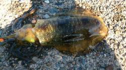 青井にてデイエギング　1時間に6パイ、全部…