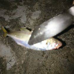 和歌山アジング調査　雑賀崎周辺アジ・メバル・ガシラ　