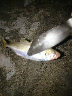 和歌山アジング調査　雑賀崎周辺アジ・メバル・ガシラ　