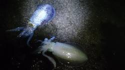 高浜　エギングのアオリイカはズル引きでもア…