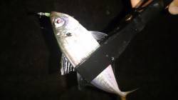 舞洲　アジング状況良いです☆ボトムでのリフ…