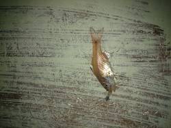 雑賀崎　ワームにヒットしたのは、まさかのコ…