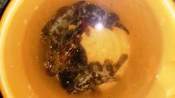 佐野川尻でカマス狙いでしたが…とうとう待望…