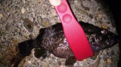 佐野川尻にメバリング釣行　アジ・クロソイ・…