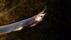 舞洲　タチウオワインド、上がったのはすべて…