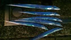 大阪湾内太刀魚本格始動！　舞洲でタチウオの…