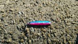 貝塚　ライトショアジギングでサゴシの釣果