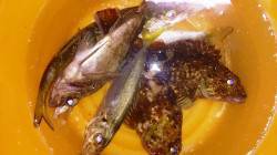 佐野川尻ライトゲーム　カマス・アジ・メバル…