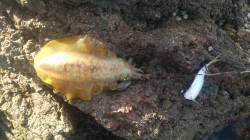 栖原の地磯に渡ってエギングと今秋初のヤエン…