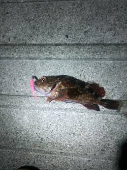 小島　五目釣りでカワハギ・ベラ、ボトムワイ…