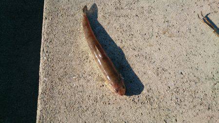 大阪南港タチウオ昨夜は好調！　釣果サイズ共…