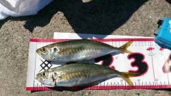 武庫川一文字　ショアジギングで30cmのデ…