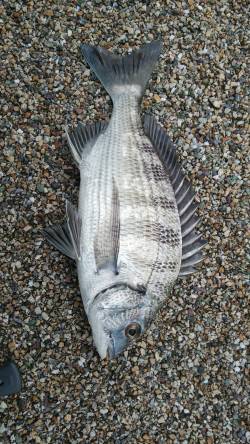 赤礁でフカセ釣り　サヨリとボラの群れの中で…