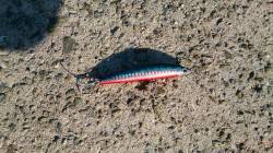 今朝4時から貝塚人工島へ　暗いうちはタチウ…