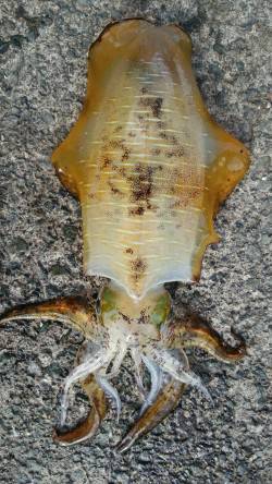 塩坂越　ヤエンでアオリ胴長22cm　大きめ…