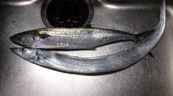 武庫川一文字　ワインド一投目でいきなりタチ…