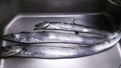 大阪南港タチウオワインド　今年初のF5ドラ…