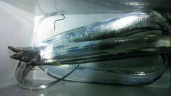 大阪南港タチウオワインド　全部足下で食って…