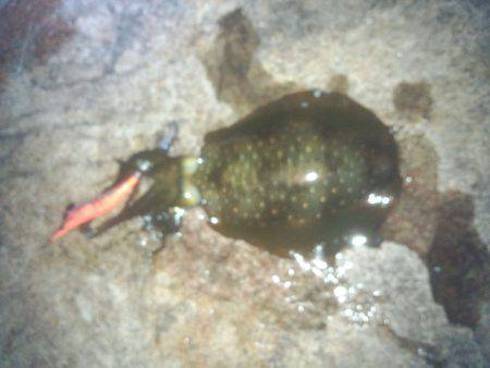 松江～藤江周辺にてエギング　今年一番のアオ…