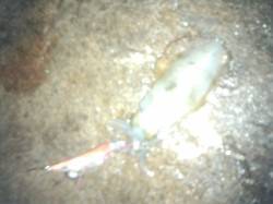 松江～藤江周辺にてエギングでアオリイカ　雨…