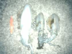 新浜漁港にて良型ゲット！エギのサイズは3号…