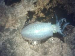 松江～藤江周辺　夕マズメのみのエギング釣行…