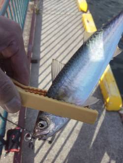 泉大津周辺をアジングでランガン　アジには会…