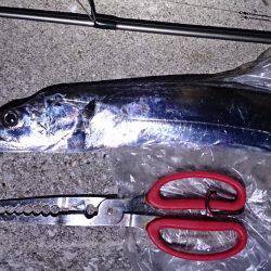 貝塚　風裏のベランダ側のワインドでタチウオ…