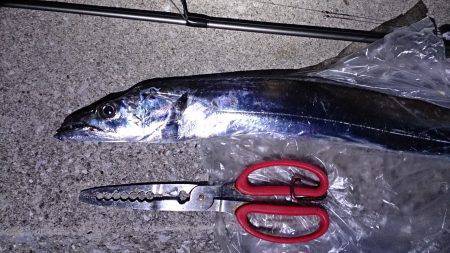 貝塚　風裏のベランダ側のワインドでタチウオ…