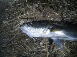 天橋立周辺のシーバス釣果、サヨリパターンで…