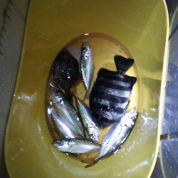 神戸港　サビキ・胴突きでアジ・カワハギ・サ…
