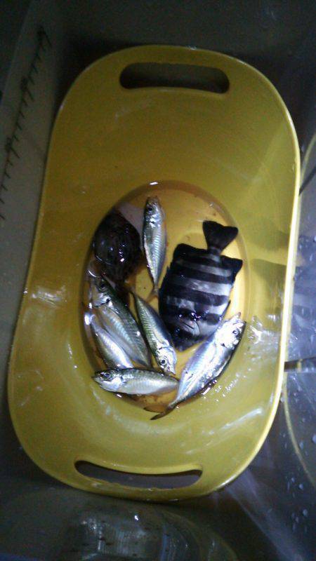 神戸港　サビキ・胴突きでアジ・カワハギ・サ…