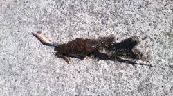 芳養漁港　ワインドで早朝にタチウオ、昼にエ…