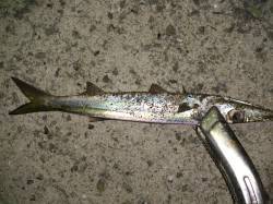 野田　アジング釣行はゲキシブ状態も20＆2…