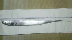 淀川河口周辺　ワインドでのタチウオ釣果