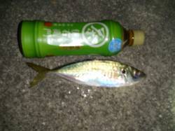 おのころ愛ランド周辺でアジング　自己記録更…